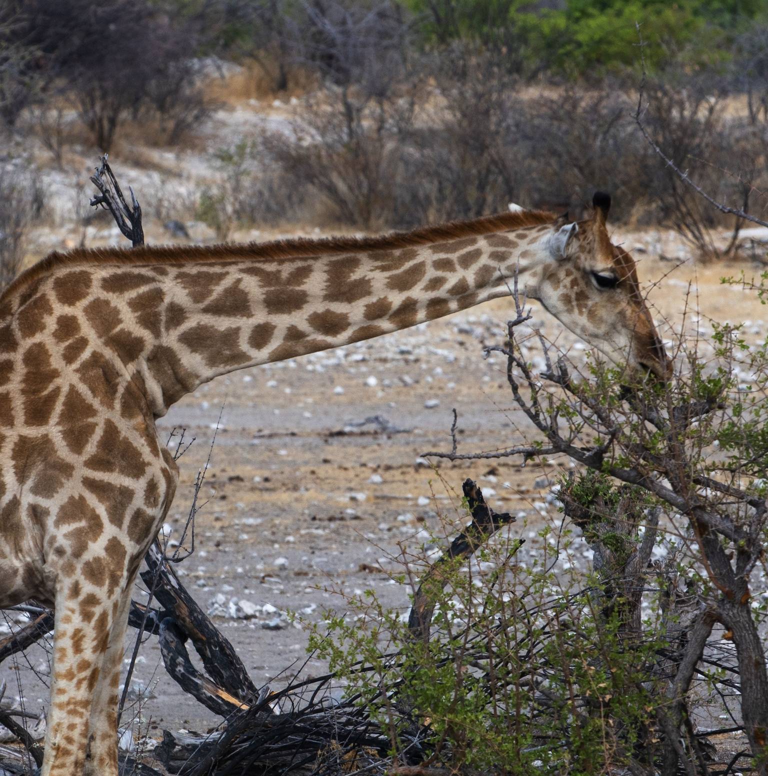 Etosha National Park — Etosha National Park