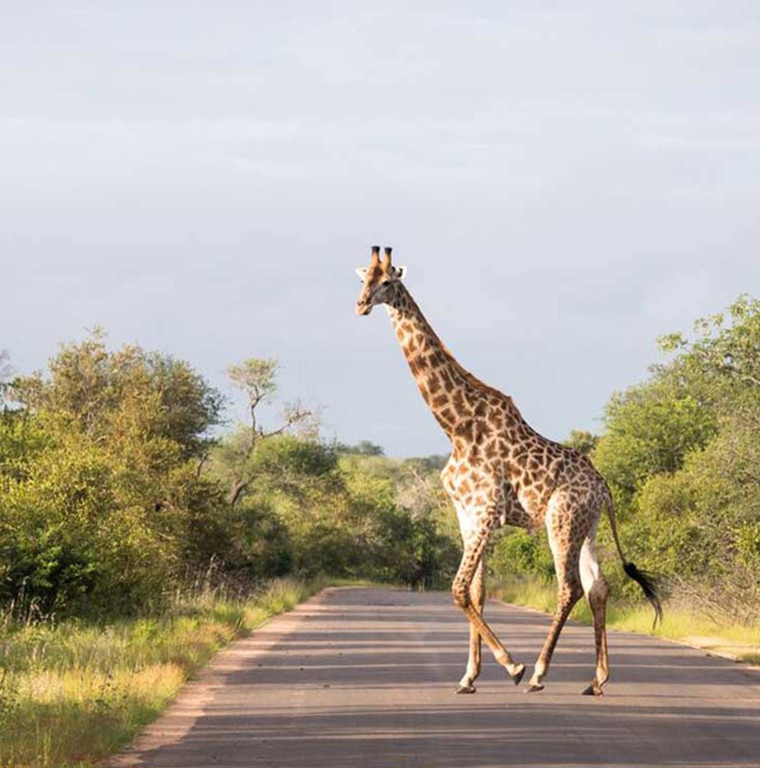 Kruger National Park — Kruger National Park