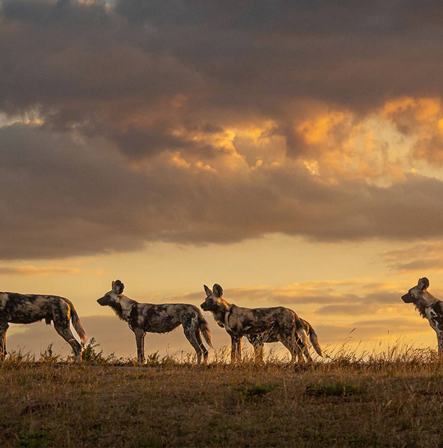 Hwange National Park — Victoria Falls