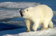 Circuit Au royaume des ours polaires XL