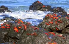 Complete - Santa Cruz, Isabela & San Cristobal  8D/7N with Tintoreras Tour