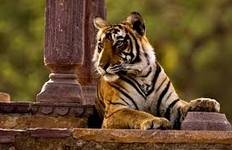 Circuit Taj, Tigres et Lacs - Triangle d'Or Delhi Agra Jaipur avec Ranthambore et Udaipur