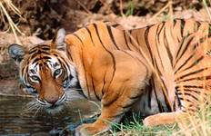 Golden Triangle Tour With Ranthambore With Luxury 4 Star Hotels Tour