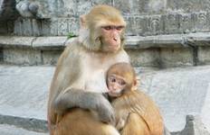 Circuit Marcher sur les contreforts de l'Annapurna