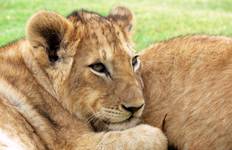 On Safari in Kenya & Tanzania (9 destinations) Tour