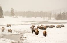 Circuit Circuit hivernal de 4 jours à Grand Teton et Yellowstone
