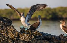 Galápagos — South & East Islands aboard the Eden Tour