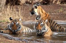 From Delhi: Private Luxury Golden Triangle Tour with Ranthambore