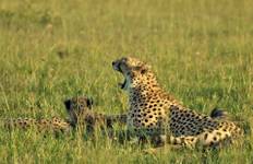 Circuito Safari de lujo de 7 días en Kenia