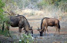Circuit 5 jours de safari dans le parc national Kruger et circuit sur la route panoramique