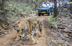 Circuit 6 jours Triangle d'Or avec les tigres de Ranthambore et le Taj Mahal au coucher et au lever du soleil