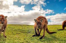 Great Ocean Road and Kangaroo Island Escape (2026/2027) Tour