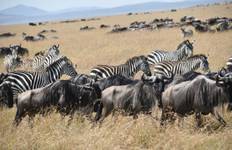 Rondreis 10-daagse Kenia safari 2026/27 - Ultieme wildebeestmigratie & Big Five avontuur
