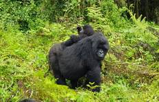 6 Days Rwanda-Uganda Gorilla Experience Tour