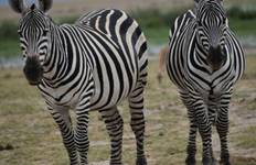 Circuito Safari en grupo 4x4 económico de 6 días por Kenia - Aventura en Maasai Mara, Amboseli y Lago Nakuru