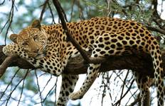 3-Day Classic Kruger National Park Big 5 Safari Tour