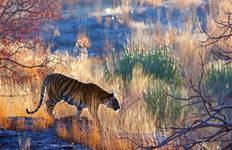 India Tiger Safari Package Tour
