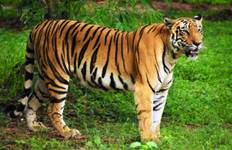 From Delhi: Private Taj Mahal and Ranthambore Wildlife Safari Tour with Safari Rides Tour