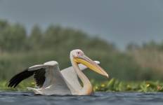 Birding Danube Delta Tour