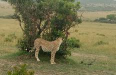 Circuit 6 jours à Masai Mara- Lake Nakuru- Amboseli avec 4X4 Jeep