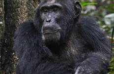 4 days Gorilla and Chimp Tracking Safari Tour