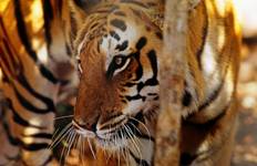 From Delhi: Golden Triangle Private Tour with Ranthambore