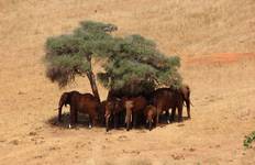 Circuito 5 días Amboseli Tsavo oeste Tsavo este Excursiones por la vida salvaje