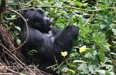 Circuito 11 días Uganda más gorilas