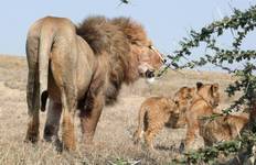 Circuit Safari de 16 jours au Kenya et en Tanzanie en voiture - moyenne gamme