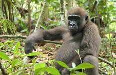 Gabun: Gorillas und mehr - 5 Tage Reise