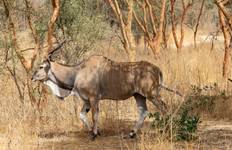 Senegal & Ghana entdecken - 12 Tage Reise