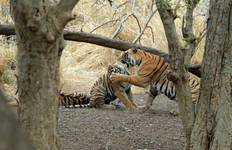 Circuit Circuit du Triangle d'Or avec Ranthambore Jungle Safari - 5 jours