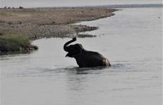 Rondreis Chitwan Nationaal Park - 3 dagen