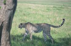 Circuit Safari de 7 jours au Kenya : Masai Mara, Naivasha & Nakuru Lodges & Camps