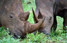 9 Day Incredible South African Safari and Drakensberg Adventure Tour