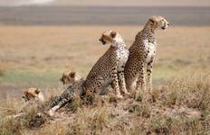 Classic Kenya Under Canvas Tented Experience 2024 - With Flight & 4X4 Tour