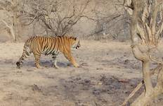 Golden Triangle with Tiger 7 Nights / 8 Days Tour