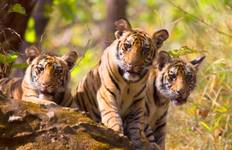 From Delhi: Private Luxury Taj Mahal Tour With Wildlife Safari