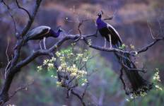 Circuit Circuit de luxe au Triangle d'Or avec Ranthambore