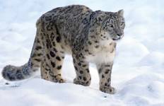 Snow Leopard Photography Tour India Tour
