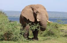 Circuito Expedición a Uganda de 13 días: experimenta momentos con gorilas, vida silvestre y experiencias culturales - circuito privado