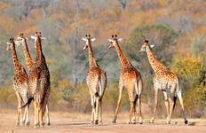 3 Days Tanzania Lodge Safari Tour