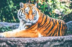 Circuit Circuit de 7 jours dans le Triangle d'Or avec Ranthambore et Udaipur - Delhi Agra Ranthambore Jaipur Udaipur Tour