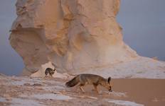 Cairo : 3 Days Bahariya Oasis tour and the Camping in the White & Black Desert & Cairo Private Transfer Tour