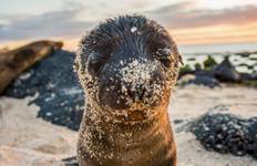 Galápagos – Westliche und zentrale Inseln an Bord der Reina Silvia Voyager Rundreise