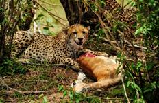 Circuit 3 jours de safari en Lodge en Tanzanie