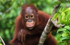 Circuit Aventure au Sabah