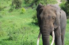 Circuit Excursion d'une journée dans le parc national de Tarangire