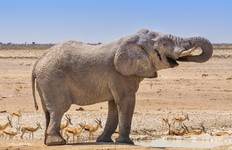 Circuito 3 Días Parque Nacional de Etosha | Acampada Privada Guiada