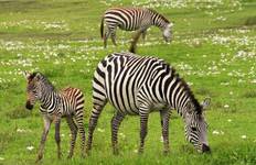 7 Day Tanzania Luxury Safari to Lake Manyara, Serengeti, Ngorongoro Crater Tour